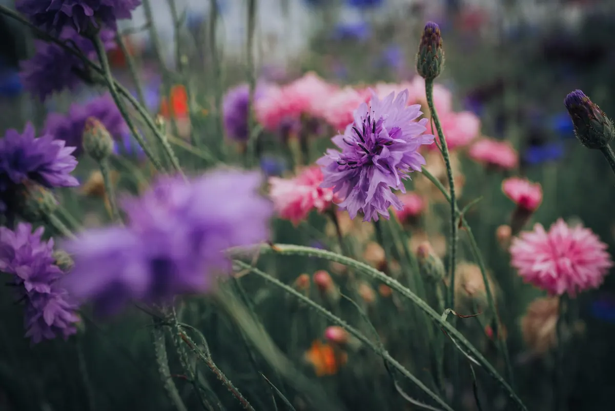 Cottage Garden Beginner's Guide: 12 Easy-Care Flowers for Continuous Blooms